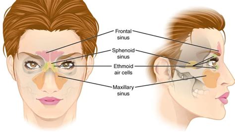 NASAL AND PARANASAL TUMORS – Medical Centric