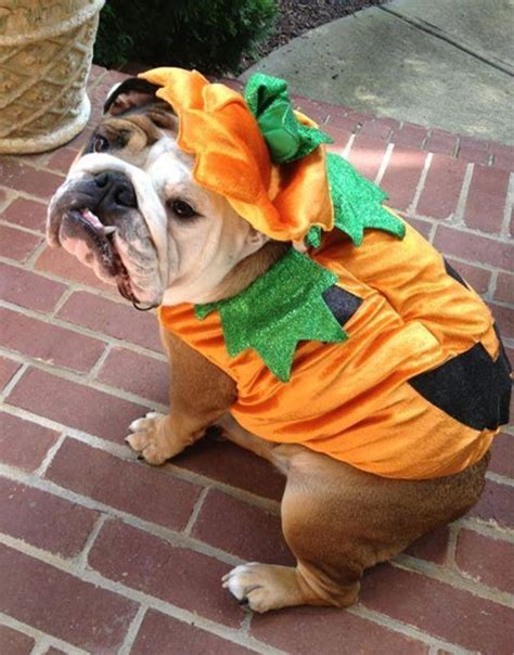 Top 10 English Bulldog Halloween Costumes That Are Going To Blow You ...