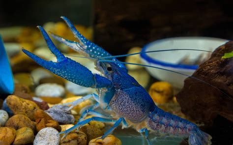 Electric Blue Crayfish: Not Photoshopped (2022)