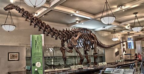 What Is The Deal With Brontosaurus?! | BEYONDbones