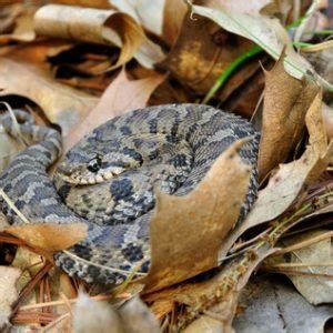 eastern hognose snake range map Archives - BackWater Reptiles | Lizards ...