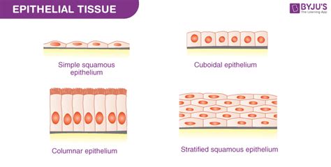 Simple Squamous Epithelium