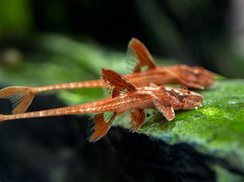 Red Lizard Whiptail Catfish (Rineloricaria sp.) - Aquatic Arts