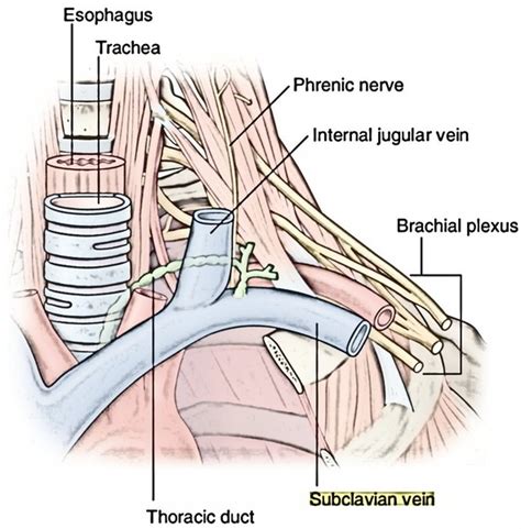 Subclavian Vein – Earth's Lab