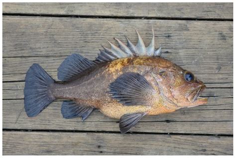 Fishes | Free Full-Text | Age and Growth of Quillback Rockfish ...