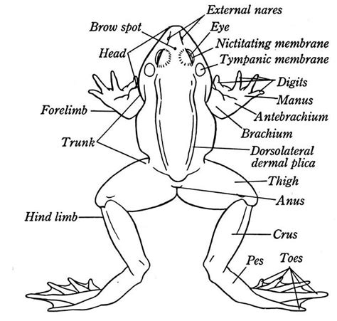 Frog Mouth Anatomy