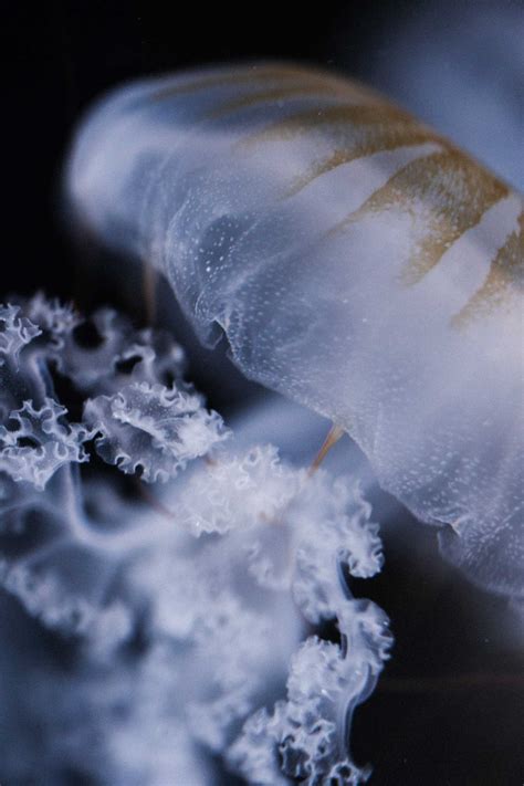 Detail of Jellyfish Chrysaora Pacifica Free Stock Photo | picjumbo