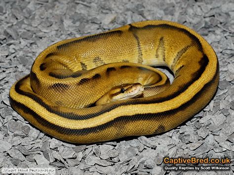 jungle life: ball python morphs snakes pics and wallpapers