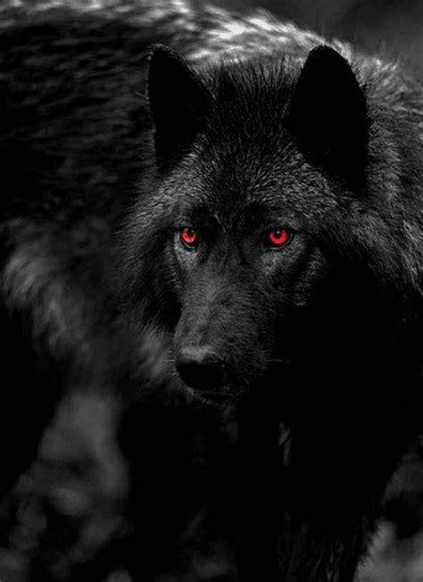 Wolf Red Eyes Wallpapers - Top Free Wolf Red Eyes Backgrounds ...