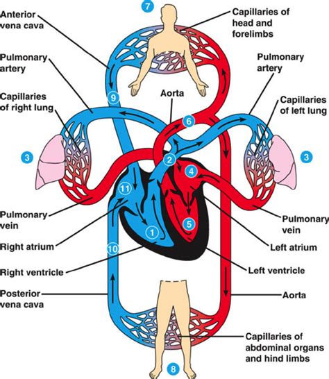 Cardiovascular System - The Heart Foundation