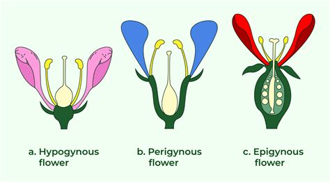 Morphology of Flower - Definition, Structure, Parts, Examples ...