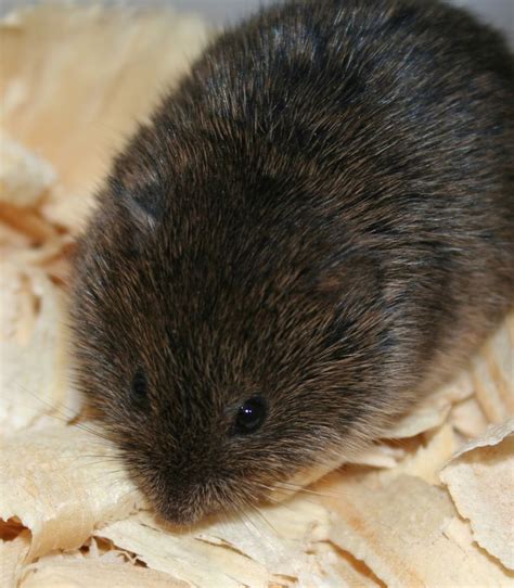 Voles | Garden pests, Pest control, Natural pest control