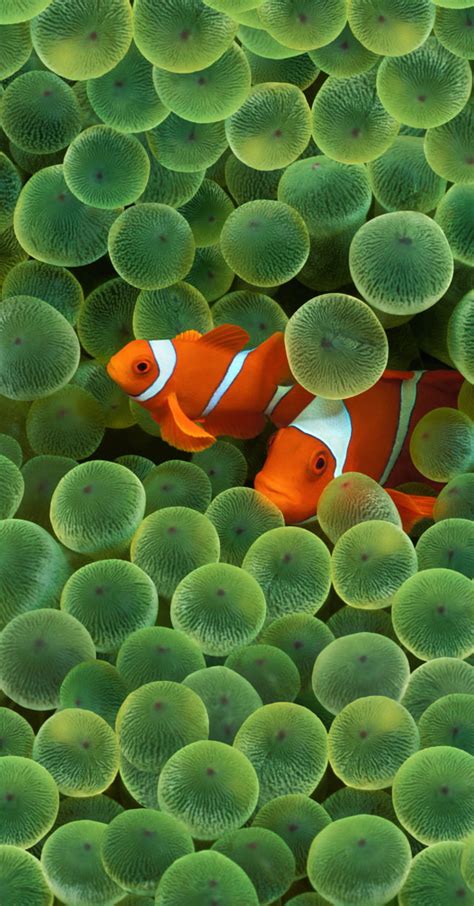 Apple Releases Clownfish Wallpaper Used to Launch Original iPhone ...