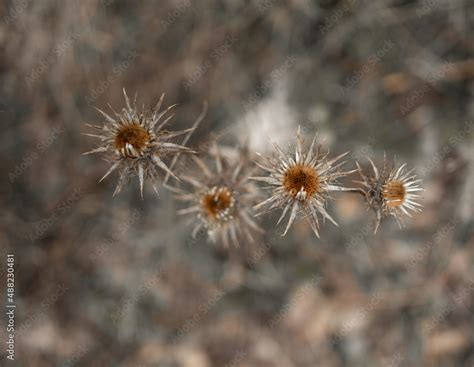 el otoño y sus bonitos colores Stock-Foto | Adobe Stock