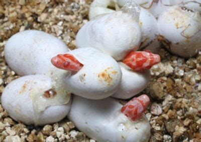 Breeding Corn Snakes: A Complete Step-by-Step Guide!