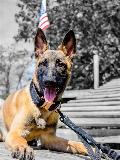 Belgian Malinois Police Dog - Police & Military K9 Sales and ...