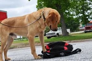 Labrador Retriever | Tactical Police K9 Training