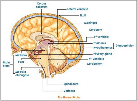 The structure and function of the brain in the central nervous system ...