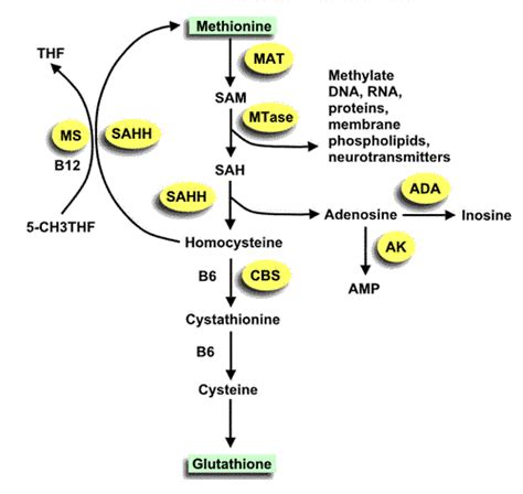 The Glutathione/Sulfation/Methylation Pathway | Methylation ...