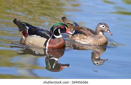 Male Female Wood Duck Swimming Together Stock Photo 269456366 ...