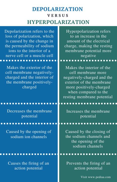 Difference Between Depolarization and Hyperpolarization | Definition ...