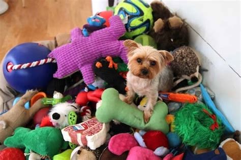 15 Best Interactive Dog Toys [Toys to Keep Your Dog Busy!]