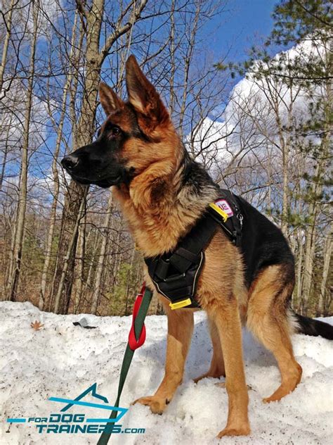 German Shepherd *Axel Wearing Multifunctional Nylon Dog Harness [H12 ...