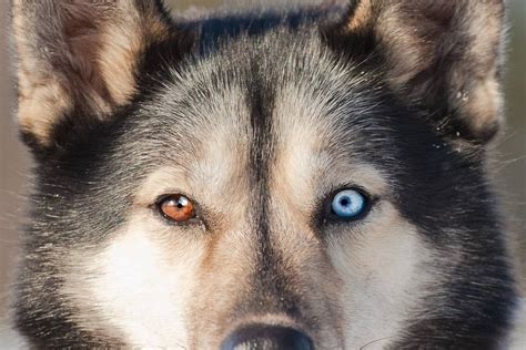 What Is The Rarest Color Of Siberian Husky