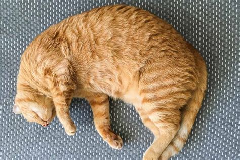 14 Sleeping Cat Positions and What they Reveal about your Kitty