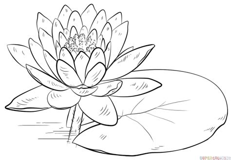 Water Lily Coloring Sheets - Belinda Berube's Coloring Pages