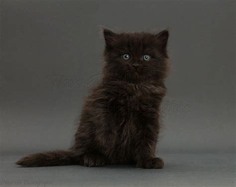 Black Ragdoll-cross kitten, sitting on grey background photo WP50339