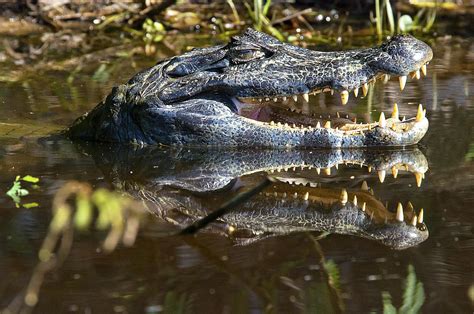 10 Unique Animals of the Amazon River Basin