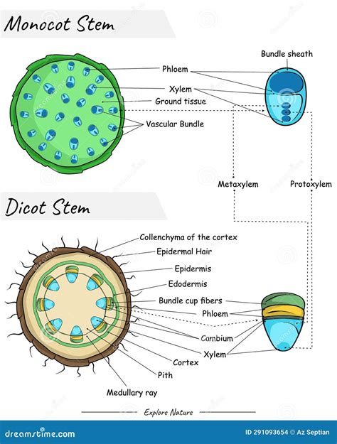 Monocot Stem and Dicot Stem Anatomy Stock Vector - Illustration of ...