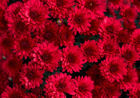 Red aster flowers mural wallpaper - TenStickers