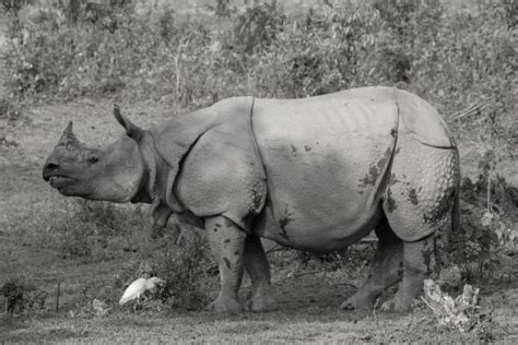 Manas National Park - Nature Explorers India