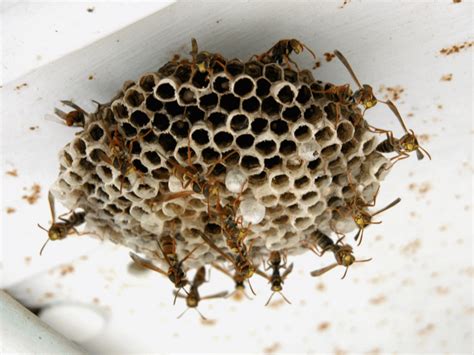 What You Should Know About Wasp Nests: The Different Types, How to ...