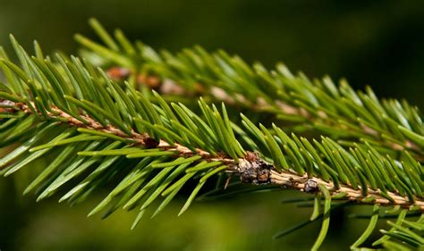 Evergreen Needles -From A Pine, Spruce, or Fir tree? - Jake's Nature Blog