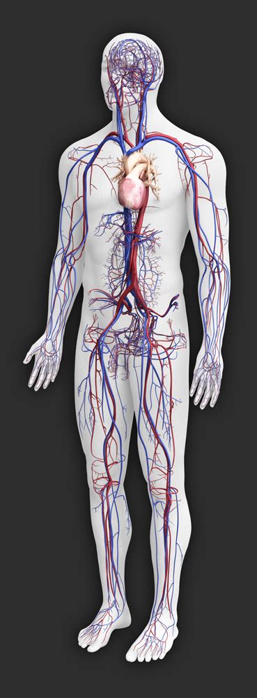 Zygote::3D Male Circulatory System | Human | Model | Medically Accurate