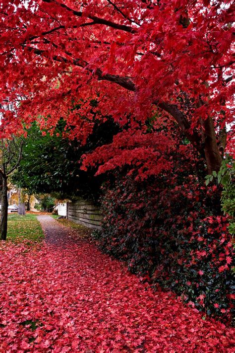 5 fast growing shade trees Australia | Shade trees, Best shade trees ...