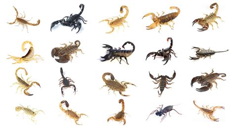 Types of Scorpions | Learn 20 Different Types of Scorpions In English ...