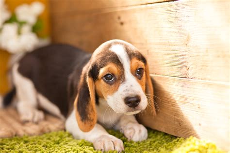 Tri-Colour Beagle puppies – Kellys Kennels