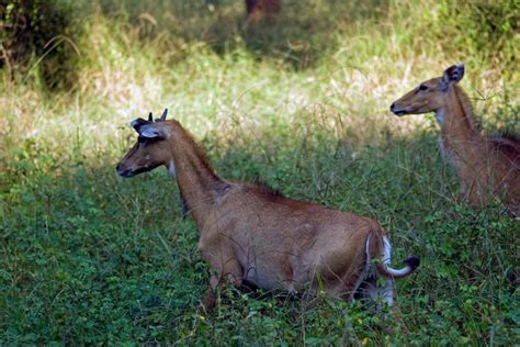 Sariska National Park - Nature Explorers India