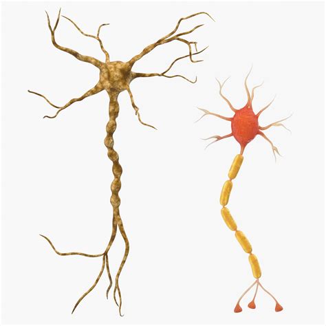 Neuron nerve cell 3D model - TurboSquid 1340192