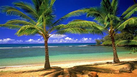 Palm Tree Beach Wallpapers - Wallpaper Cave