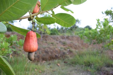 Cashew nut farm stock photo. Image of stream, plant - 210441582