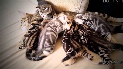 Funny Cat Documentary - Funny Cats Compilation, Funny Videos - See Now ...