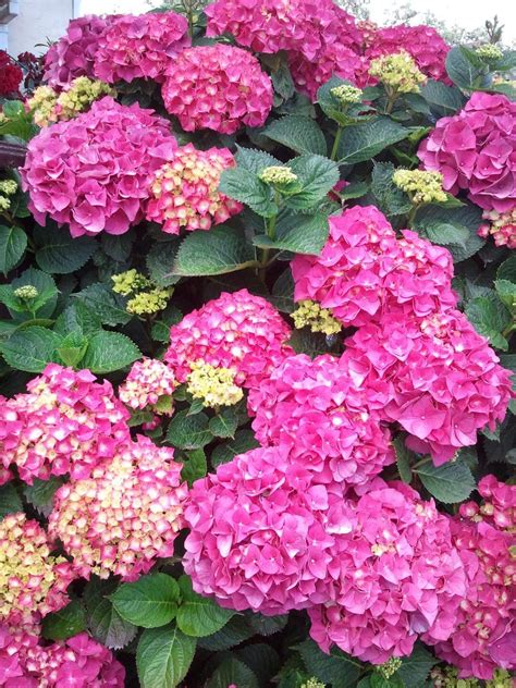 Hydrangea macrophylla 'Pink' - Boething Treeland Farms