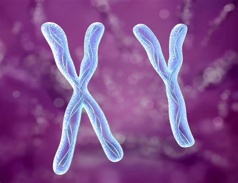 Chromosome x y dna strands model - TurboSquid 1265381