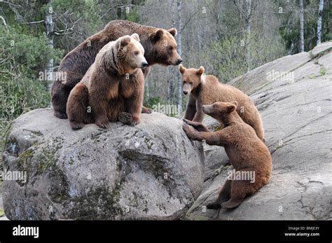 Brown bear family (father, mother, two sons Stock Photo - Alamy