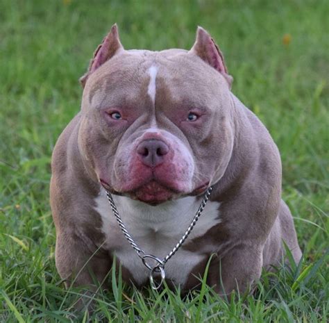 Top Producing Pocket American Bully | Micro Bully Stud | VENOMLINE ...